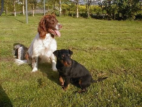 Engelsk springer spaniel Ciago billede 8