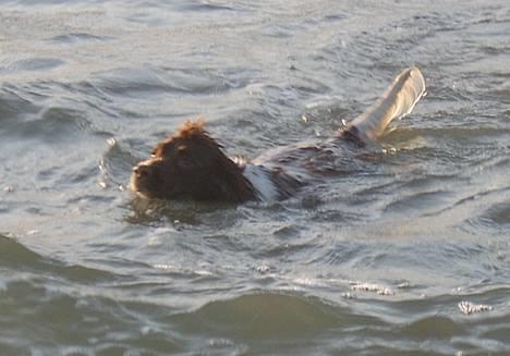 Engelsk springer spaniel Ciago billede 10