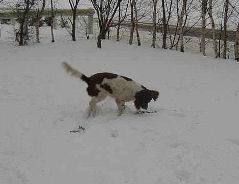 Engelsk springer spaniel Ciago - Ciago i sneen i 2005 billede 20