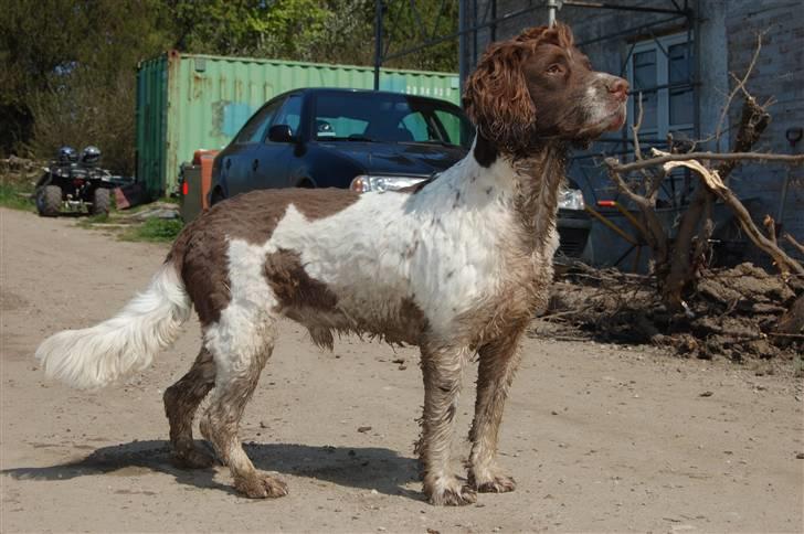 Engelsk springer spaniel Ciago billede 3