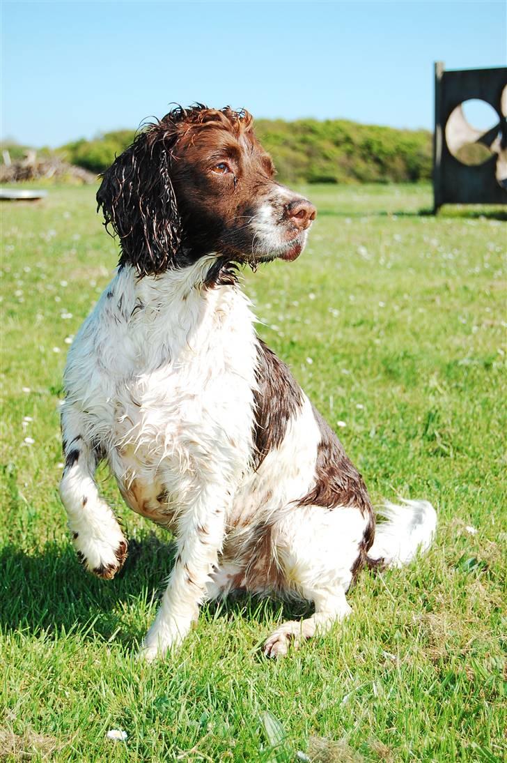 Engelsk springer spaniel Ciago billede 4