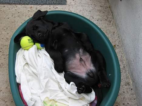 Labrador retriever Nemo billede 9