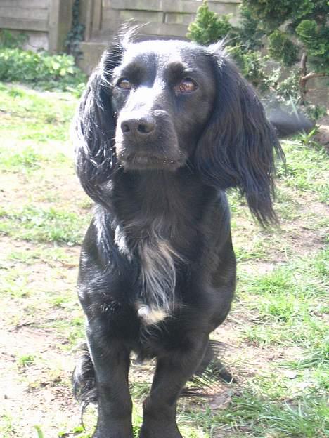 Blanding af racer Freddy billede 11