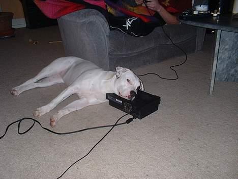 Amerikansk bulldog Eriksson's Chili "Mokka" - En eller anden dag for jeg fat i det kamera! billede 1