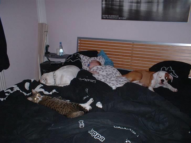 Amerikansk bulldog Eriksson's Chili "Mokka" - Det er så dejligt med morgenhyggen billede 2