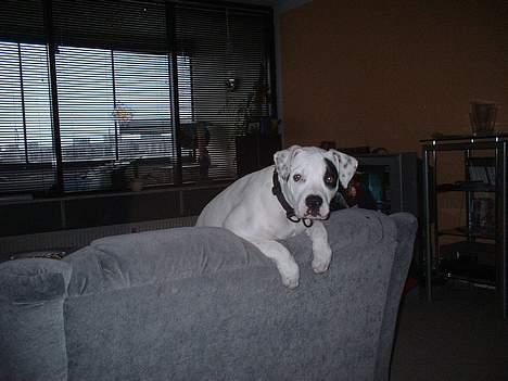 Amerikansk bulldog Eriksson's Chili "Mokka" - Skal vi lege? Jeg er frisk... billede 3