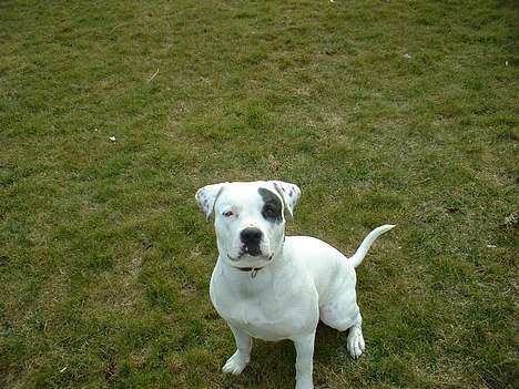 Amerikansk bulldog Eriksson's Chili "Mokka" - Bliv nu færdig...... billede 4