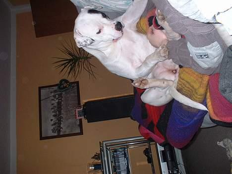 Amerikansk bulldog Eriksson's Chili "Mokka" - Årh ja, det er dejligt! billede 5