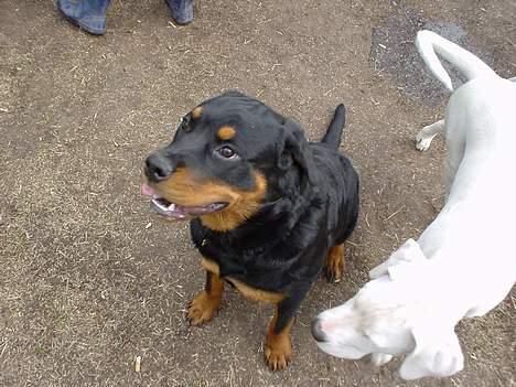 Rottweiler Bella - skal vi lege??? billede 1