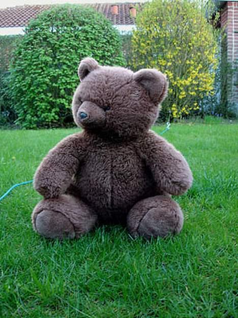 Samojedhund Walther - Walthers højt elskede bamse :-) billede 12