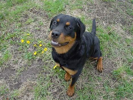 Rottweiler Bella - ja tak, jeg vil gerne have en godbid billede 2