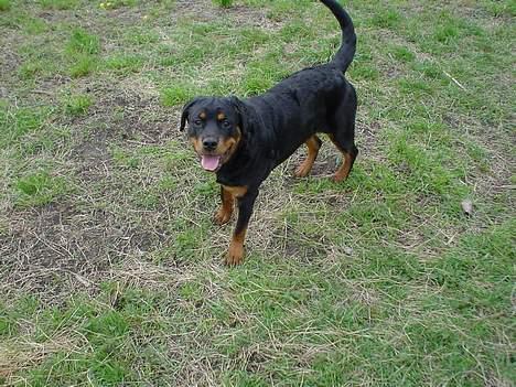 Rottweiler Bella billede 3