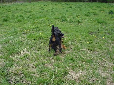 Rottweiler Bella billede 4