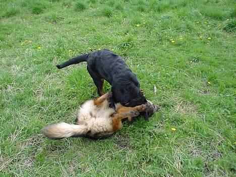 Rottweiler Bella - nu har jeg dig billede 5