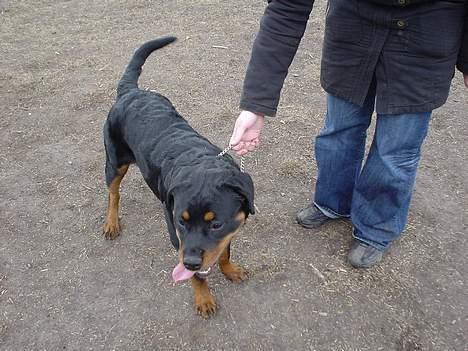 Rottweiler Bella - jeg gider ikke at blive taget billeder af mere billede 6