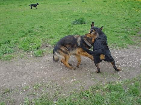 Rottweiler Bella billede 7