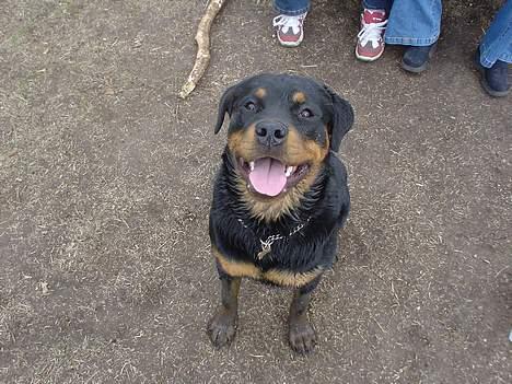Rottweiler Bella - jeg kan også sidde pænt billede 8