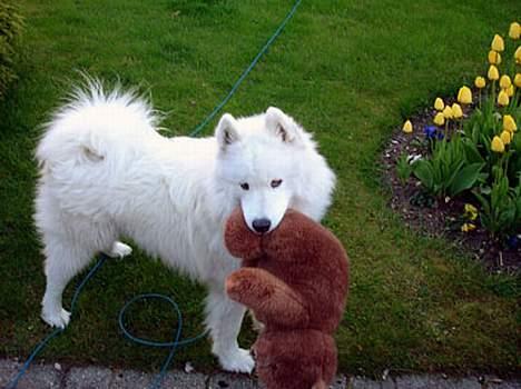 Samojedhund Walther - Walther med sin højt elskede bamse billede 13