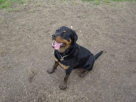 Rottweiler Bella billede 9