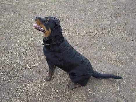 Rottweiler Bella billede 10