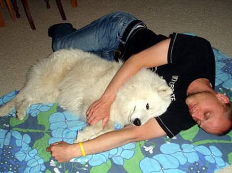 Samojedhund Walther - Råhygge sammen med far billede 14