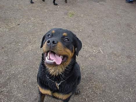 Rottweiler Bella - jeg er helt forpustet af alt det legeri billede 11