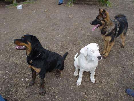 Rottweiler Bella billede 12