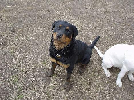 Rottweiler Bella billede 13