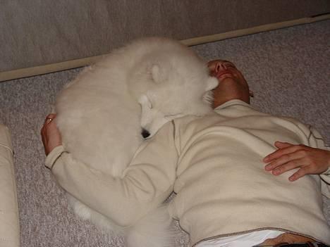 Samojedhund Walther - mmmmmmm.....jeg æææælsker min far :-) billede 15