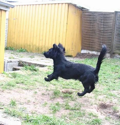 Blanding af racer Freddy billede 12