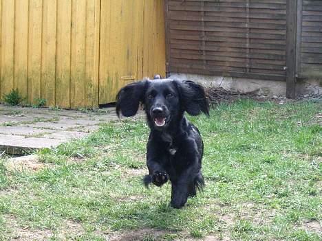 Blanding af racer Freddy billede 13