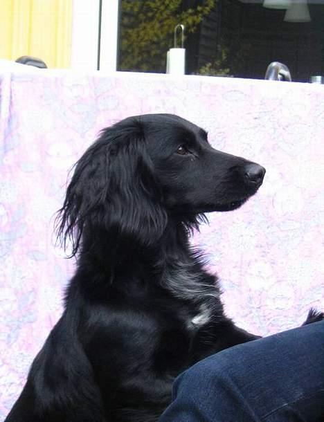 Blanding af racer Freddy billede 14