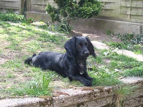 Blanding af racer Freddy billede 15