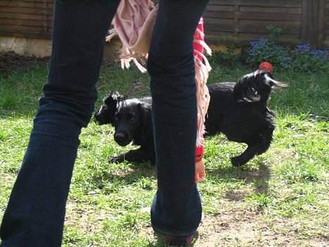 Blanding af racer Freddy billede 16