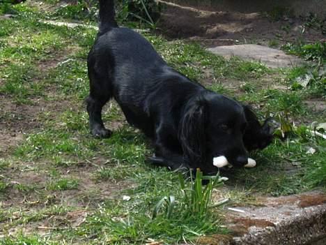 Blanding af racer Freddy billede 17