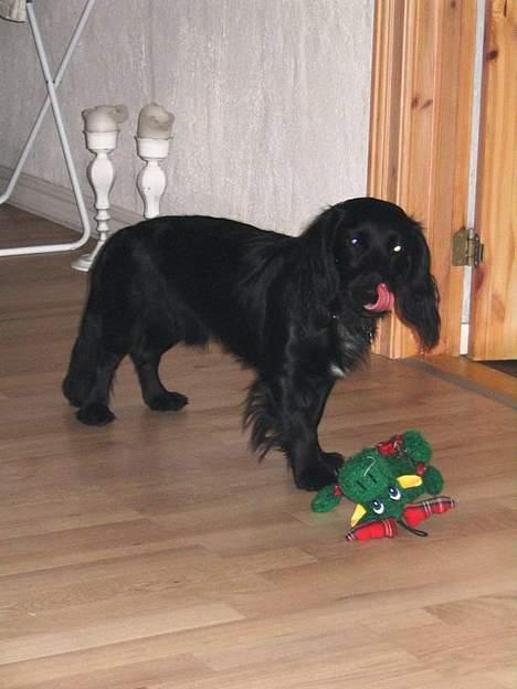 Blanding af racer Freddy billede 18