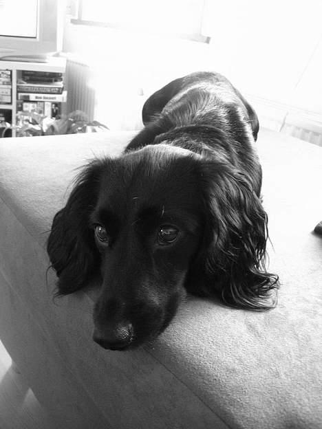 Blanding af racer Freddy billede 19