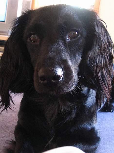 Blanding af racer Freddy billede 20