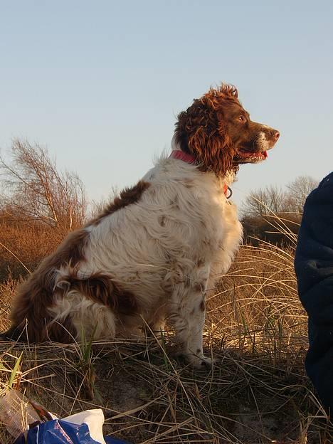 Engelsk springer spaniel Ciago billede 11