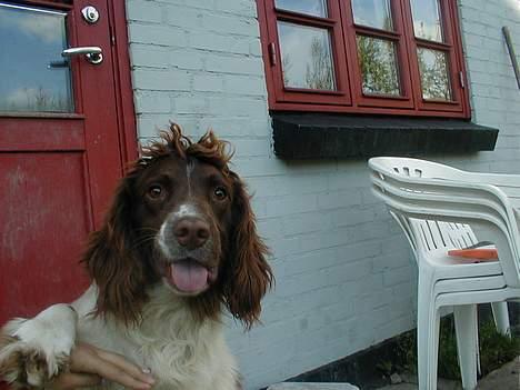 Engelsk springer spaniel Ciago billede 12