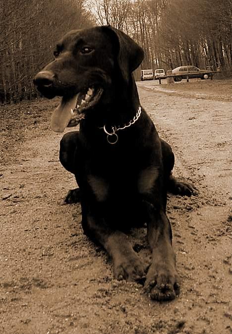 Dobermann Ticko - DEJLIGE TIC billede 1