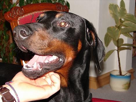 Dobermann Ticko - SMUK er han!! billede 2