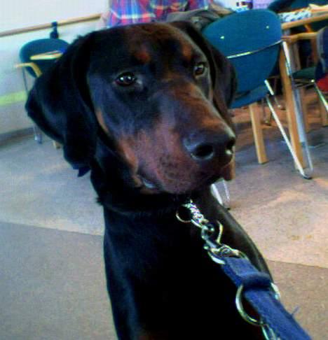 Dobermann Ticko - taget med min mobil.. på færgen på vej hjem til tic´s bedsteforældre, på ærø! :) billede 3