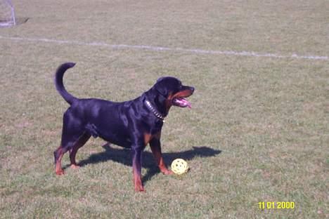 Rottweiler Pin Ball Black Devil RIP - datoen på billedet passer ikk.... men bare han altid var så nem at ta billedere af.:-D billede 2