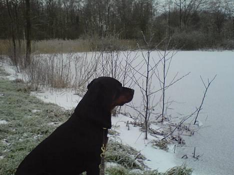 Rottweiler Pin Ball Black Devil RIP - Kunne sidde her i timer.. billede 3