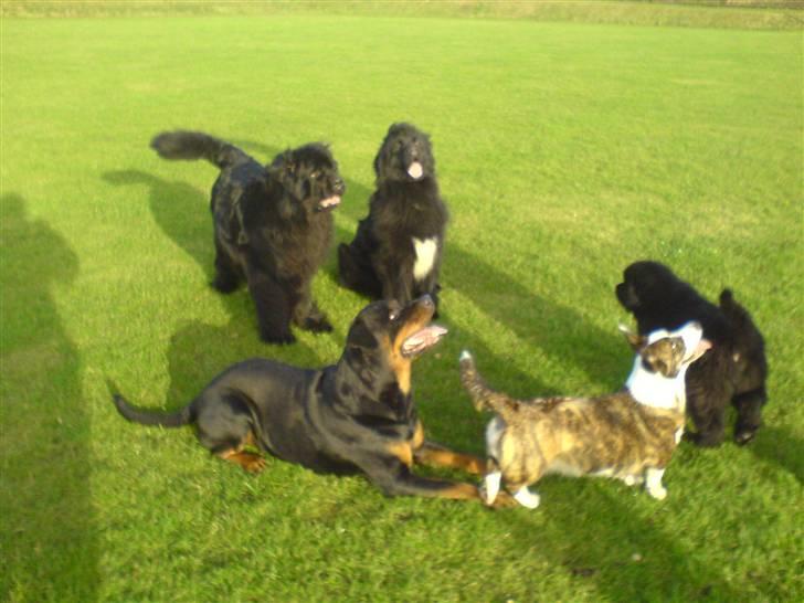 Rottweiler Pin Ball Black Devil RIP - kommer nu billede 7