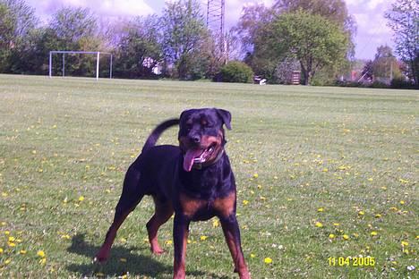 Rottweiler Pin Ball Black Devil RIP - klar igen billede 10