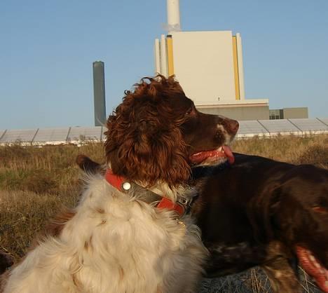 Engelsk springer spaniel Ciago billede 13