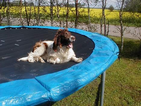 Engelsk springer spaniel Ciago billede 14