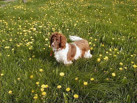 Engelsk springer spaniel Ciago billede 15